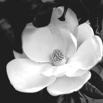 Magnolia Black and White Photography  12" x 12" Tray Insert